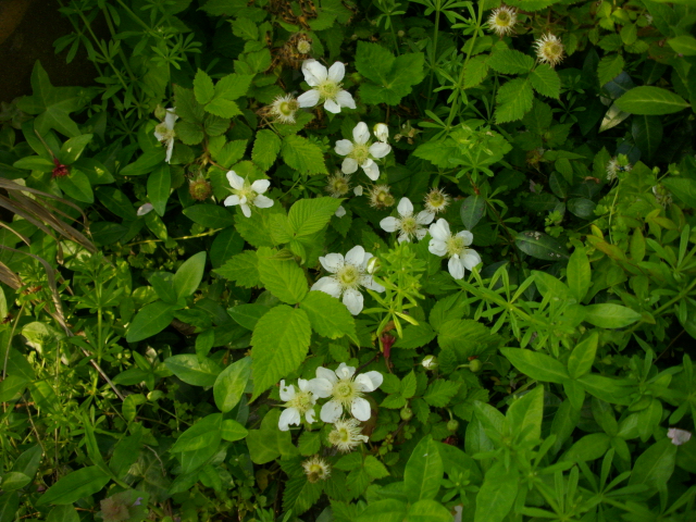 野いちごの花 空音唱ギャハハ